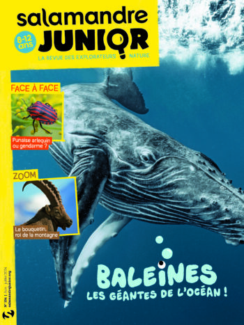 La baleine, géante des océans Elle est gi-gan-tes-que, la baleine ! À l’occasion de la Journée mondiale des océans le 8 juin 2024, vos enfants, petits-enfants ou élèves découvrent les records de cette géante des océans dans le dossier de 10 pages de Salamandre Junior 154 (juin-juillet 2024). De quoi se sentir tout minus face à ces grands cétacés !