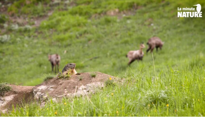 Marmotte et chamois