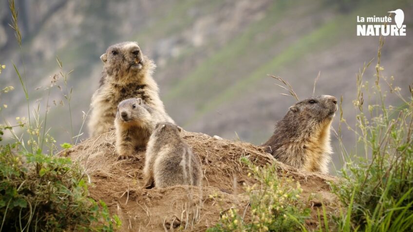 Marmottes