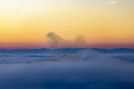 Le nuage animal de plusieurs kilomètres de long finit par se noyer totalement dans la brume en y plongeant littéralement, comme une cascade dans un lac. À l’abri des regards, chaque individu cherche sa place pour dormir dans les roseaux. Le gazouillis cumulé à l’infini produit un brouhaha indescriptible. / © Alessandro Staehli