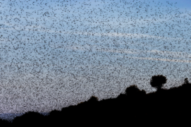 Lorsqu’ils apparaissent dans la multitude, les étourneaux sansonnets (Sturnus vulgaris) 
occupent tout l’espace du paysage et du ciel. Cette ambiance saisissante fait immanquablement penser aux punitions divines dans les écrits anciens.  / ©  Alessandro Staehli 