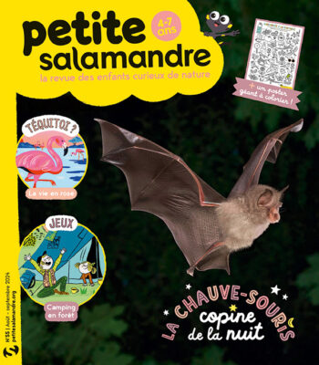 PSA n°55 La chauve souris copine de la nuit