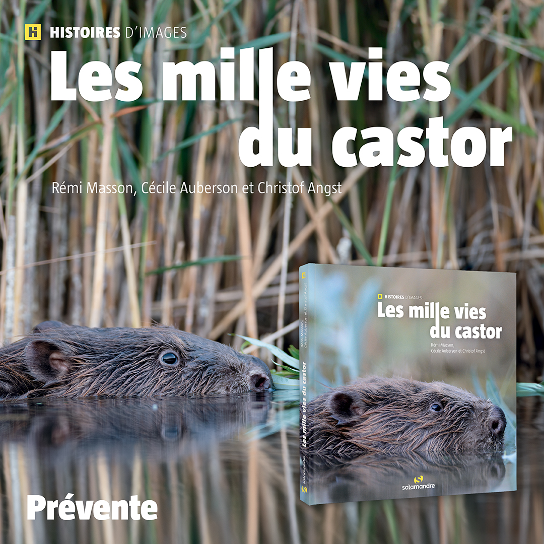 Pourquoi les castors construisentils des barrages ? La Salamandre