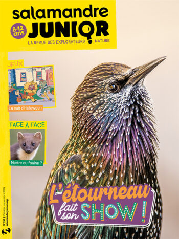 Couverture de La Salamandre Junior n°156