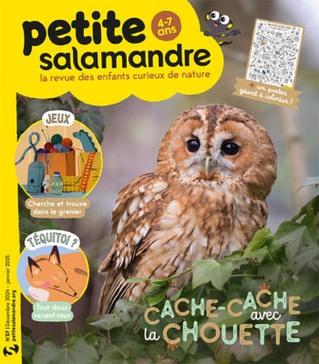 Petite Salamandre 57 cache-cache avec la chouette