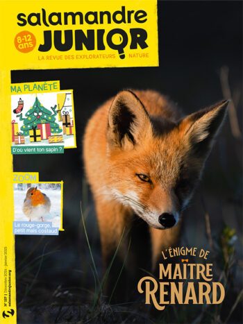 Salamandre junior 157 enigme maitre renard