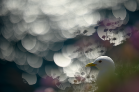 Gagnant - Catégorie Général
Jonathan Lhoir • Mouette tridactyle

« Cette image de mouette tridactyle a été réalisée sur les falaises de la côte est écossaise. J’ai voulu remettre l’oiseau dans son biotope en intégrant au premier plan les inflorescences fanées et encore en fleur d’arméries. L’arrière-plan est quant à lui composé de flares créés par les scintillements à la surface de l’eau. » / © Jonathan Lhoir 