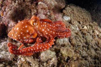 Poulpe-huit pieds sous les mers - revue salamandre 288