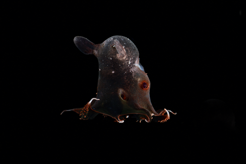 Poulpe vampire abysses revue salamandre 288