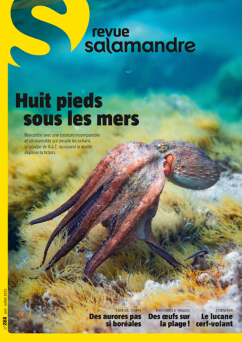 Revue Salamandre n°288 - Huit pieds sous les mers