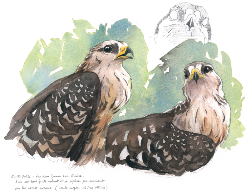10-poussins à l'envol_revue salamandre 288