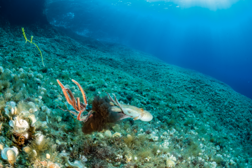 Poulpe commun projetant un jet d’encre en direction de vers de feu barbus (Hermodice carunculata), organismes charognards, lors d’une altercation autour du cadavre d’un autre poulpe (mer Adriatique).