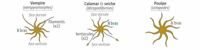 3 shemas poulpe salamandre 288