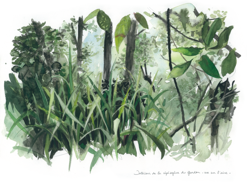 5-interieur ripisylve (vue sur l'aire)_revue salamandre 288
