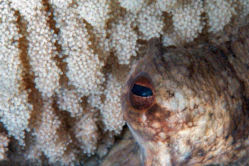 Oeufs poulpe salamandre 288