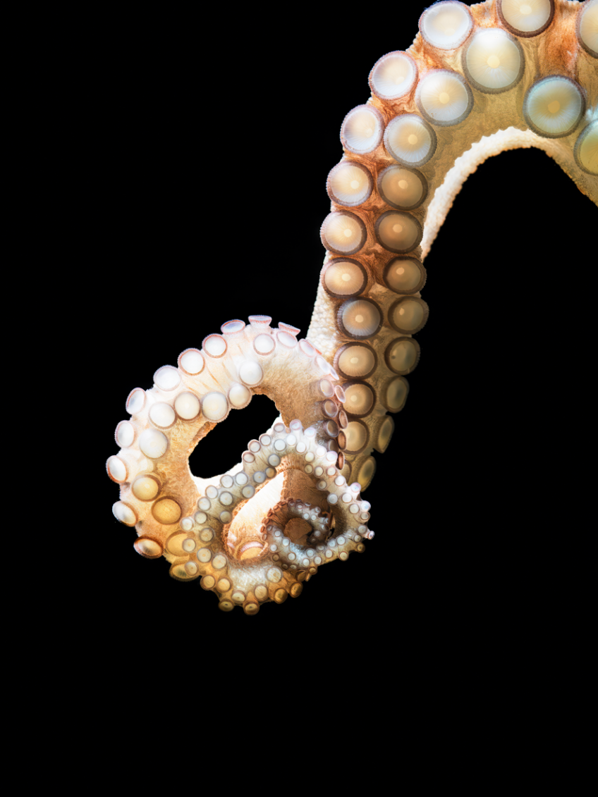 tentacule poulpe salamandre 288