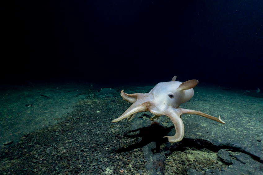 Grimpoteuthis_NOAA