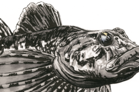 Chabot commun (Cottus gobio) : Poisson de fond qui évolue jusqu’à 50 m de profondeur. Il se tapit dans les anfractuosités rocheuses durant la journée et s’active à la nuit tombée. Sa forme aplatie et son aspect marbré lui permettent de se camoufler à merveille. C’est un carnivore qui se nourrit d’invertébrés. Le chabot est aussi... l’une des principales proies de la truite. 