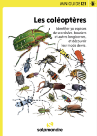 miniguide-121-les-coléoptères_salamandre