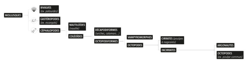 Shéma mollusques salamandre 288