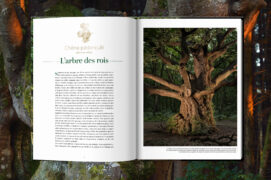 Des entrées de chapitre personnalisées avec un
croquis original et un angle choisi pour mettre en valeur l’essence même de chaque arbre.