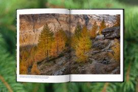 Des photos d’arbres vénérable sélectionnés pour leur port majestueux et éclairés avec un souci de l’esthétique.
