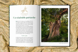 Longévité extraordinaire, usages d’hier et d’aujourd’hui, symbolique
et mythologie... Des histoires sur les liens des arbres avec leur
environnement, mais aussi avec les humains, à travers les âges.