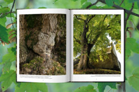 Un beau livre grand format qui incarne la verticalité
de ces seigneurs vénérables de la forêt.
