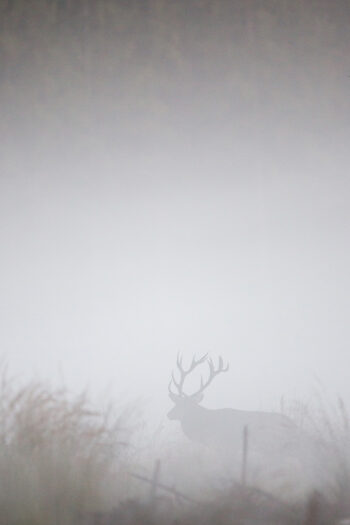 2016-Cuirasso salamandre 289 dossier cerf