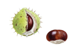 Les marrons sont toxiques  / © Andrea Ambrogio 