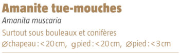 Amanite tue mouches salamandre 289