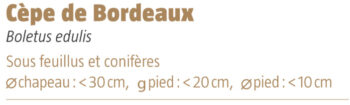 Cèpe de bordeaux salamandre 289