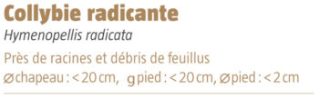 Collybie radicante salamandre 289