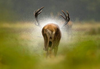 Danny Green - NaturePL entre chiens et loups dossier cerf salamandre 289