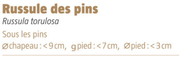 Russule des pins salamandre 289