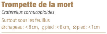 Trompette de la mort salamandre 289