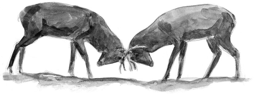 Une nuit avec les cerfs - Revue Salamandre 289 JChevallier4 combat jeu_NB
