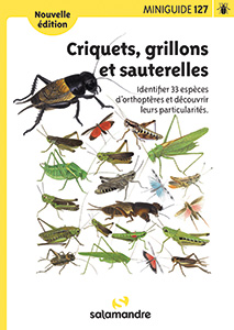 criquets grillons sauterelles miniguide salamandre insectes