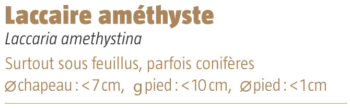 laccaire amethyste salamandre 289