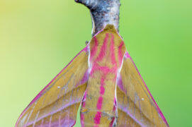 Grand sphinx de la vigne.