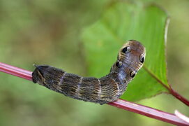 Chenille du grand sphinx de la vigne, sous sa forme brune.