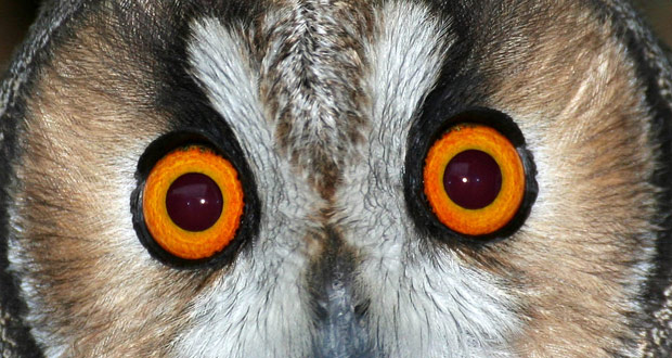 11e nuit de la chouette, hibou moyen-duc 11e nuit de la chouette, hibou moyen-duc