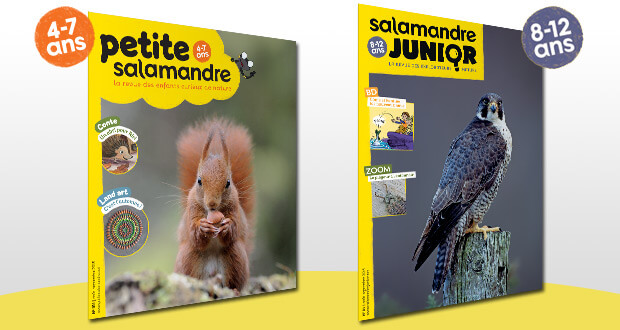Dès août 2015, une Salamandre pour tous les âges! La Petite Salamandre (4-7 ans) et La Salamandre Junior (8-12 ans)