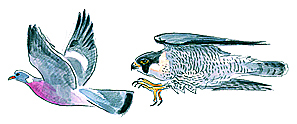 Le faucon pèlerin en chasse.