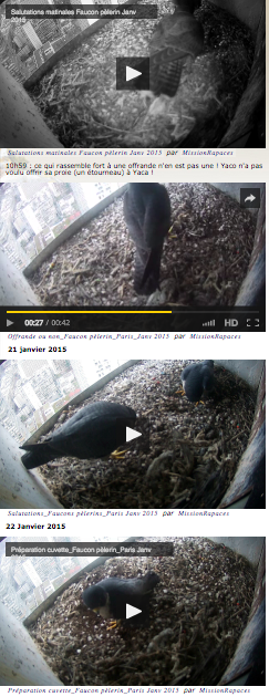 Capture écran des vidéos qui filment les faucons pèlerins en plein Paris.